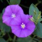 50 PCS Seeds Purple Morning Glory