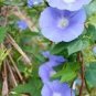 50 PCS Seeds Purple Morning Glory