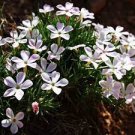 120 PCS Seeds Purple Mountain Phlox 120 PCS Seeds Purple Mountain Phlox