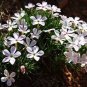 120 PCS Seeds Purple Mountain Phlox