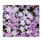 120 PCS Seeds Purple Mountain Phlox