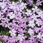 120 PCS Seeds Purple Mountain Phlox