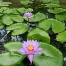 5 PCS Seeds Purple Nymphaea Caerulea Asian Water Lily Pad Flower Pond 5 PCS Seeds Purple Nymphaea Caerulea Asian Water Lily Pad Flower Pond