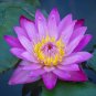 5 PCS Seeds Purple Nymphaea Caerulea Asian Water Lily Pad Flower Pond