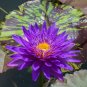 5 PCS Seeds Purple Nymphaea Caerulea Asian Water Lily Pad Flower Pond
