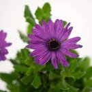 100 PCS Seeds Purple Osteospermum Bonsai Potted Flowering Plants Blue 100 PCS Seeds Purple Osteospermum Bonsai Potted Flowering Plants Blue