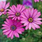 100 PCS Seeds Purple Osteospermum Bonsai Potted Flowering Plants Blue