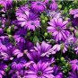 100 PCS Seeds Purple Osteospermum Bonsai Potted Flowering Plants Blue
