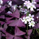 100 PCS Seeds Purple Oxalis Seeds Wood Sorrel Flowers