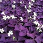 100 PCS Seeds Purple Oxalis Seeds Wood Sorrel Flowers