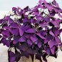 100 PCS Seeds Purple Oxalis Seeds Wood Sorrel Flowers