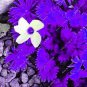 100 PCS Seeds Purple Oxalis Seeds Wood Sorrel Flowers