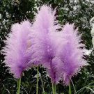 500 PCS Seeds Purple Pampas Grass