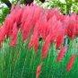 500 PCS Seeds Purple Pampas Grass