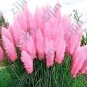 500 PCS Seeds Purple Pampas Grass