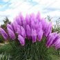 500 PCS Seeds Purple Pampas Grass