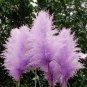 400 PCS Seeds Purple Pampas Seeds Ornamental Perennial Plant