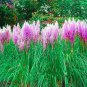 400 PCS Seeds Purple Pampas Seeds Ornamental Perennial Plant