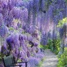 200 PCS Seeds Purple Pearl Chlorophytum Bonsai