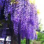 200 PCS Seeds Purple Pearl Chlorophytum Bonsai