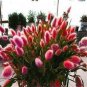 100 PCS Seeds Purple Rare Rabbit's Tail Grass