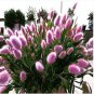 100 PCS Seeds Purple Rare Rabbit's Tail Grass