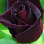 50 PCS Seeds Purple Red Rose Flower Rarest Rose Garden