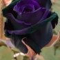 50 PCS Seeds Purple Red Rose Flower Rarest Rose Garden