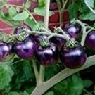 300 PCS Seeds Purple Rose Cherry Tomato