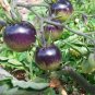 300 PCS Seeds Purple Rose Cherry Tomato