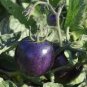 300 PCS Seeds Purple Rose Cherry Tomato