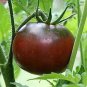 250 PCS Seeds Purple Rose Dwarf Tomato