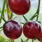 250 PCS Seeds Purple Rose Dwarf Tomato