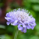20 PCS Seeds Purple Scabiosa Flower