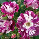 50 PCS Seeds Purple Splash Climbing Rose Shrub