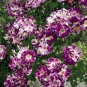 50 PCS Seeds Purple Splash Climbing Rose Shrub