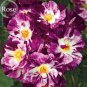50 PCS Seeds Purple Splash Climbing Rose Shrub