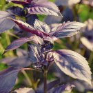 100 PCS Seeds Purple Sweet Basil with Giant Leaves 100 PCS Seeds Purple Sweet Basil with Giant Leaves