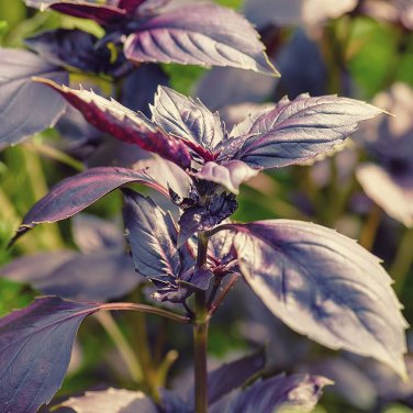 100 PCS Seeds Purple Sweet Basil with Giant Leaves