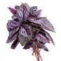 100 PCS Seeds Purple Sweet Basil with Giant Leaves