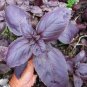 100 PCS Seeds Purple Sweet Basil with Giant Leaves
