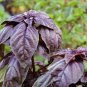 100 PCS Seeds Purple Sweet Basil with Giant Leaves