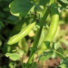 1 PCS Seeds Purple Sweet Pea Broad Bean Green Soy Bean Brownbean Bonsai Vegetables Landscaping 1 PCS Seeds Purple Sweet Pea Broad Bean Green Soy Bean Brownbean Bonsai Vegetables Landscaping