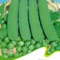 1 PCS Seeds Purple Sweet Pea Broad Bean Green Soy Bean Brownbean Bonsai Vegetables Landscaping