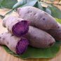 100 PCS Seeds Purple Sweet Potato