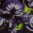 100 PCS Seeds Purple Sweet Basil with giant leaves 100 PCS Seeds Purple Sweet Basil with giant leaves