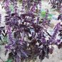 100 PCS Seeds Purple Sweet Basil with giant leaves