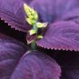 100 PCS Seeds Purple Sweet Basil with giant leaves
