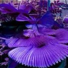 100 PCS Seeds Purple Travelers Palm Flores