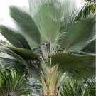 100 PCS Seeds Purple Travelers Palm Flores Bonsai 100 PCS Seeds Purple Travelers Palm Flores Bonsai